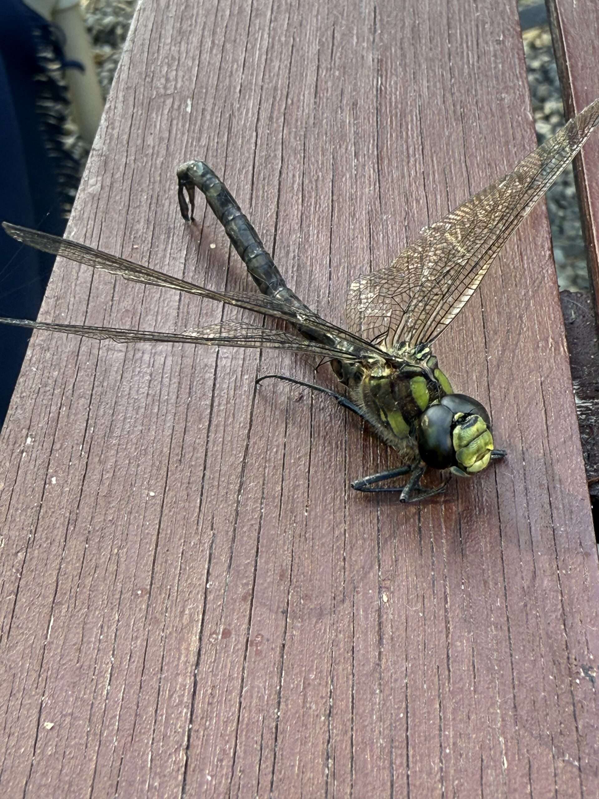 Großlibelle