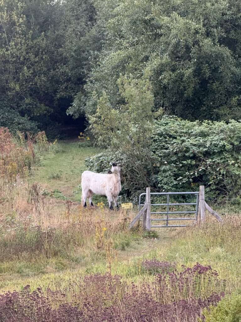 Galloway in unserer Wildnis