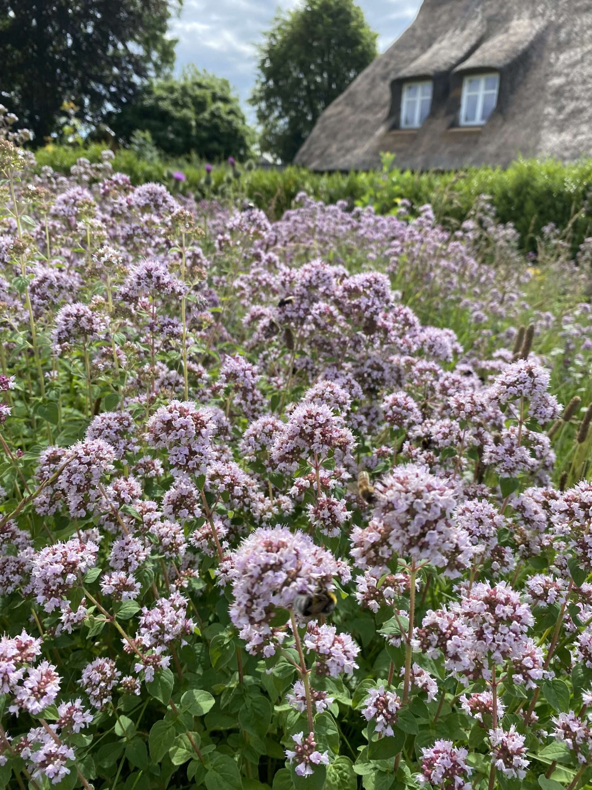 Wilde Kräuterwiese Wilde Kräuterwiese